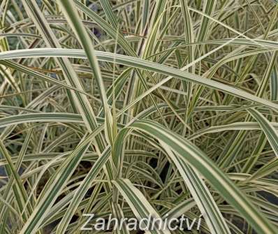 ozdobnice - Miscanthus sinensis 'Gracillimus Rigoletto'