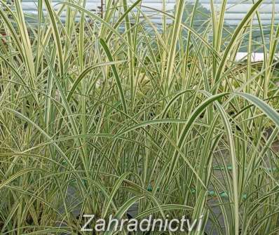 ozdobnice - Miscanthus sinensis 'Gracillimus Rigoletto'