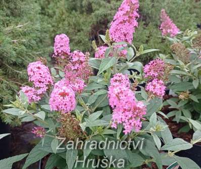 komule - Buddleja davidii Butterfly Candy® ´Little Pink´