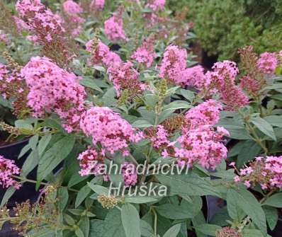 komule - Buddleja davidii Butterfly Candy® ´Little Pink´