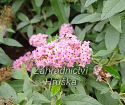 komule - Buddleja davidii Butterfly Candy® ´Little Pink´