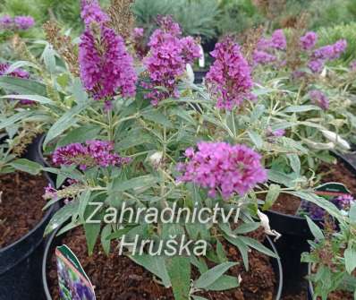 komule - Buddleja davidii Butterfly Candy® ´Little Purple´