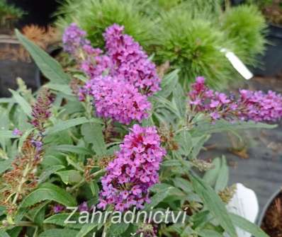 komule - Buddleja davidii Butterfly Candy® ´Little Purple´