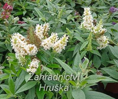 komule - Buddleja davidii Butterfly Candy® ´Little White´