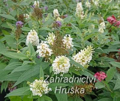 komule - Buddleja davidii Butterfly Candy® ´Little White´