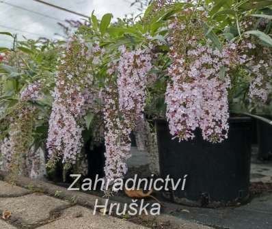 komule - Buddleja davidii 'Wisteria Lane'