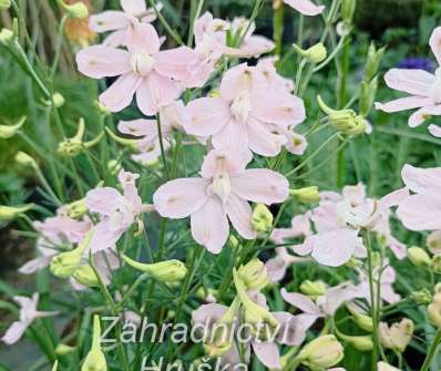 Delphinium grand. Ocean Pink