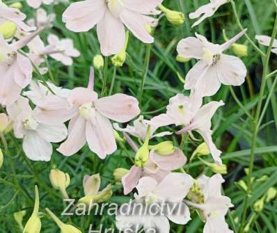 Delphinium grand. Ocean Pink