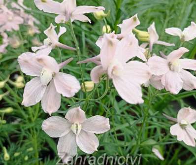 Delphinium grand. Ocean Pink