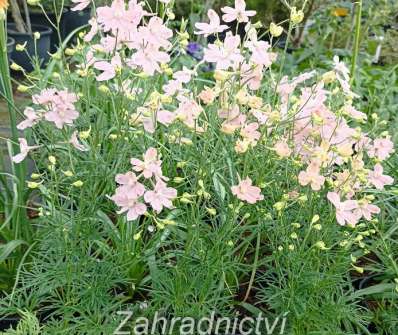 Delphinium grand. Ocean Pink