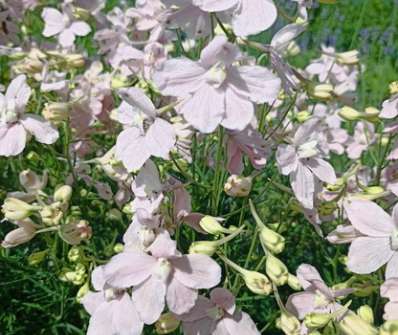 Delphinium grand. Ocean Pink