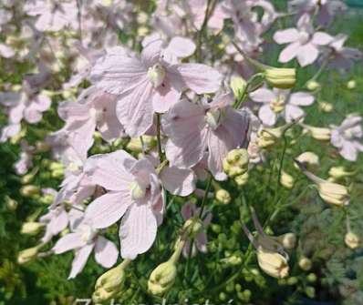 Delphinium grand. Ocean Pink