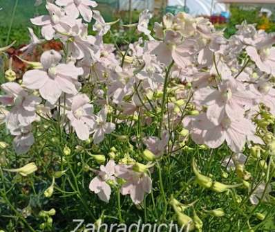 Delphinium grand. Ocean Pink