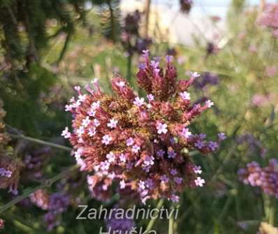 Verbena bonariensis Violet Blue