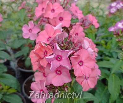 Phlox paniculata Sweet Summer Compact Rose