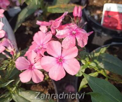 Phlox paniculata Sweet Summer Compact Rose