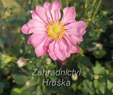 Anemone hupehensis Alando Doble Rose