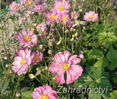 Anemone hupehensis Alando Doble Rose