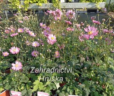 Anemone hupehensis Alando Doble Rose