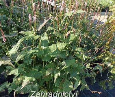 Persicaria amplexicaulis Rosea