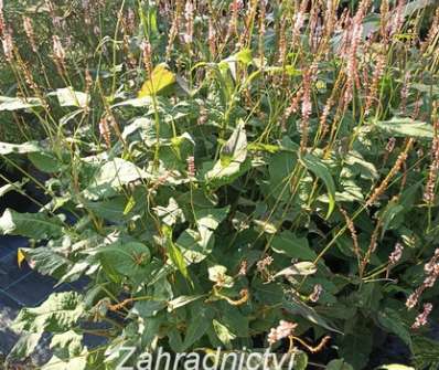 Persicaria amplexicaulis Rosea