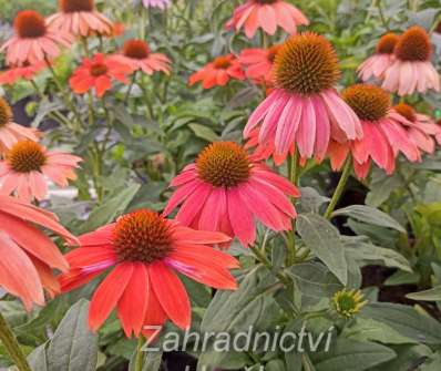 Echinacea Lakota Red