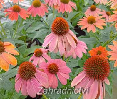 Echinacea Lakota Red