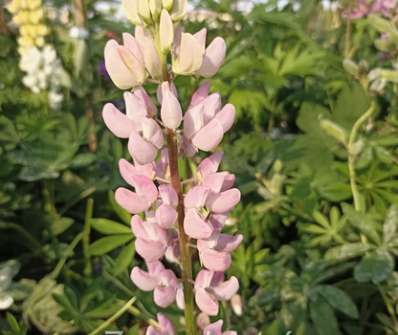 Lupinus polyphyllus Lupini Pink