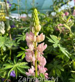 Lupinus polyphyllus Lupini Pink