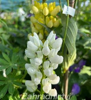 Lupinus polyphyllus Lupini White