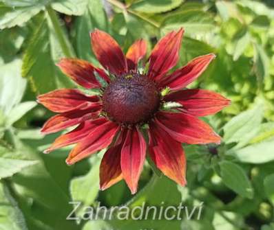 Rudbeckia hirta Cherry Brandy