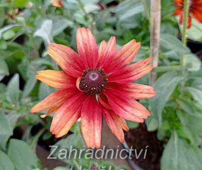 Rudbeckia hirta Cherry Brandy