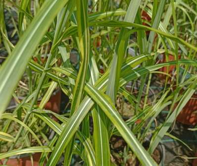 ozdobnice - Miscanthus sinensis 'Goldfeder'