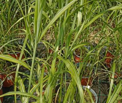 ozdobnice - Miscanthus sinensis 'Goldfeder'