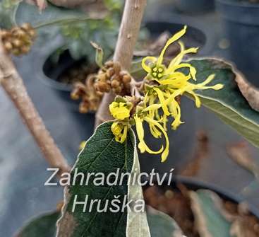 vilín - Hamamelis mollis