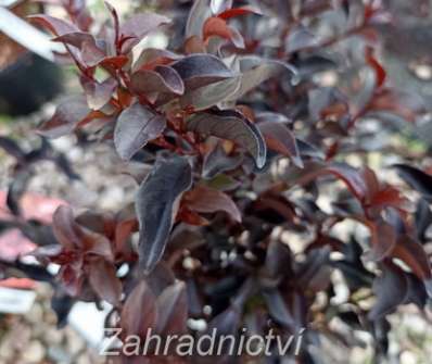 lagerstroemie - Lagerstroemia indica 'Black Diamond´