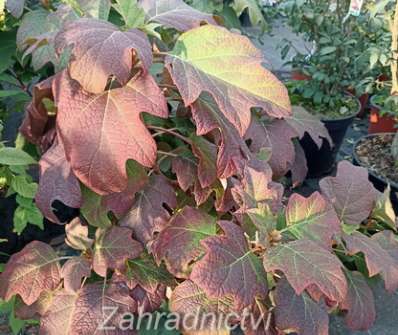 hortenzie - Hydrangea quercifolia 'Harmony'