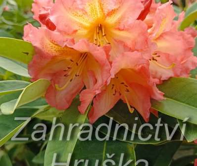 Rhododendron 'Sunfire'