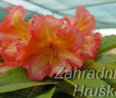 Rhododendron 'Sunfire'