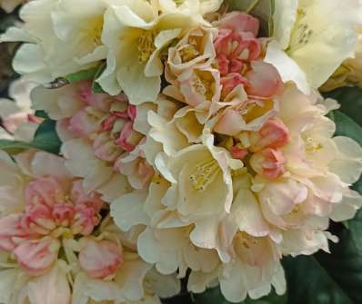 Rhododendron yakushimanum 'Golden Torch'