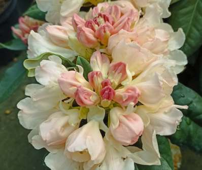 Rhododendron yakushimanum 'Golden Torch'