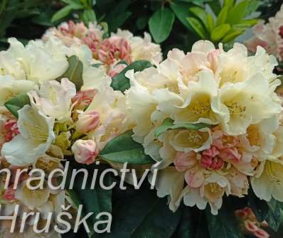 Rhododendron yakushimanum 'Golden Torch'