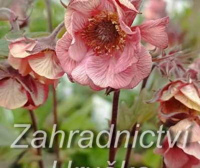 Geum Tempo Rose