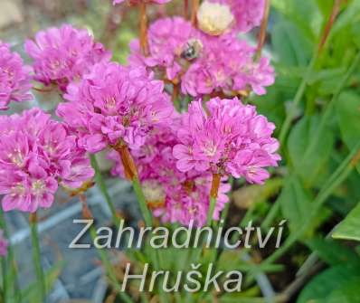 Armeria pseudoarmeria Ballerina Lilac