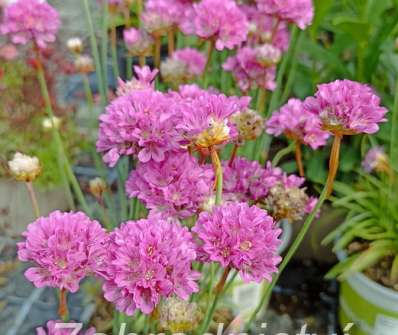 Armeria pseudoarmeria Ballerina Lilac