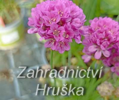 Armeria pseudoarmeria Ballerina Lilac