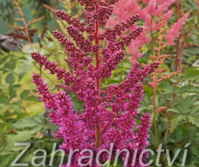 Astilbe chinensis Vision