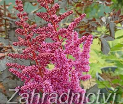 Astilbe chinensis Vision