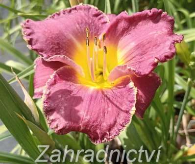 Hemerocallis Bettylen