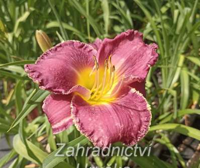 Hemerocallis Bettylen